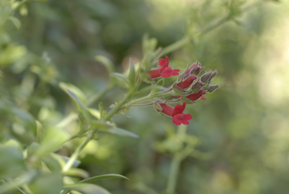 Scrambling vine-like habit and lipstick flowers of Galvezia.