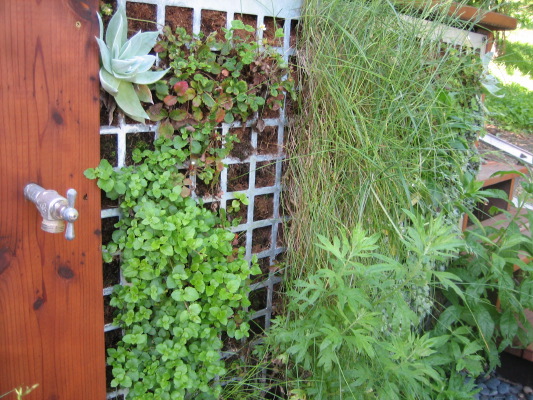 Verdant textures of a living green wall.