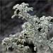 Lupinus albifrons var. albifrons, the Bonny Doon silver lupine