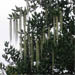 Blooming coast silk tassels (Garrya elliptica) are dazzling in January