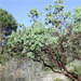 Manzanita and all the related members of the genus Arctostaphylos stand as proud emblems for the great depth of California's magnificent native flora