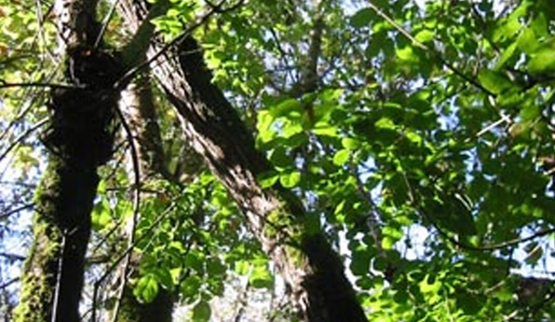 Connections Run Deep in Lagunitas Creek