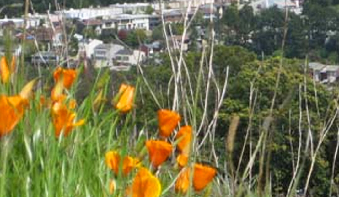 Native grasslands and wildflowers on Mount Davidson