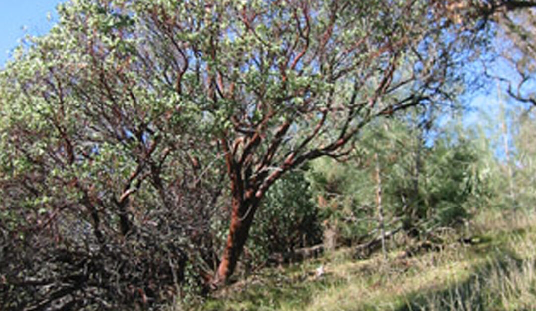 Cedar Mountain Ridge: Journey to the World’s Tallest Manzanita