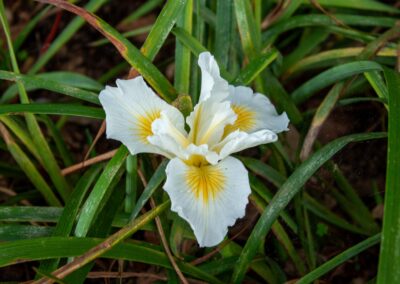 Pacific Heights Jewel: Creative brickwork fronting a 100-year-old house with custom bike shed and family heritage tree as focal point.