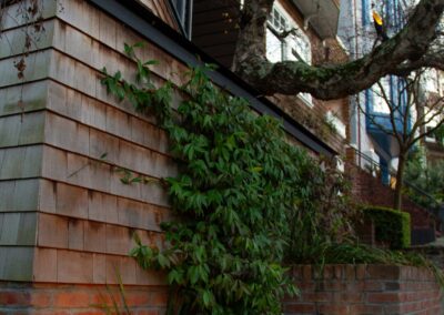 Pacific Heights Jewel: Creative brickwork fronting a 100-year-old house with custom bike shed and family heritage tree as focal point.