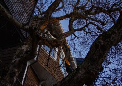 Pacific Heights Jewel: Creative brickwork fronting a 100-year-old house with custom bike shed and family heritage tree as focal point.