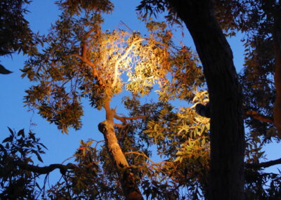 Pacific Rim Fusion: On a steep site under sandy conditions we melded Japanese aesthetics with landscape lighting and California native plants.
